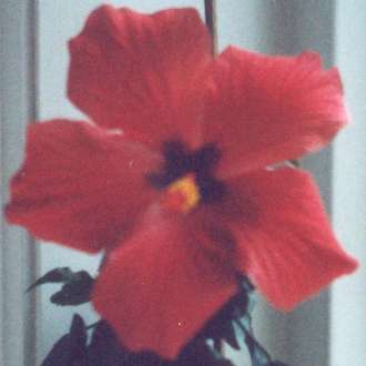 hibiscus Cairo Red