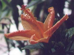 hibiskus hybrid Ett framifrn