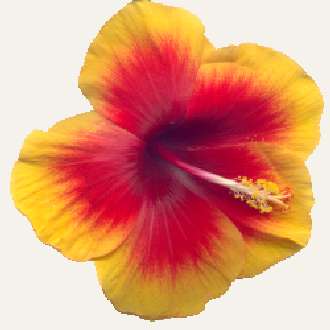 hibiscus Tivoli